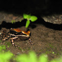 Fungoid Frog