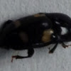 Four Spotted Sap Beetle