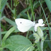 Small White or Cabbage White