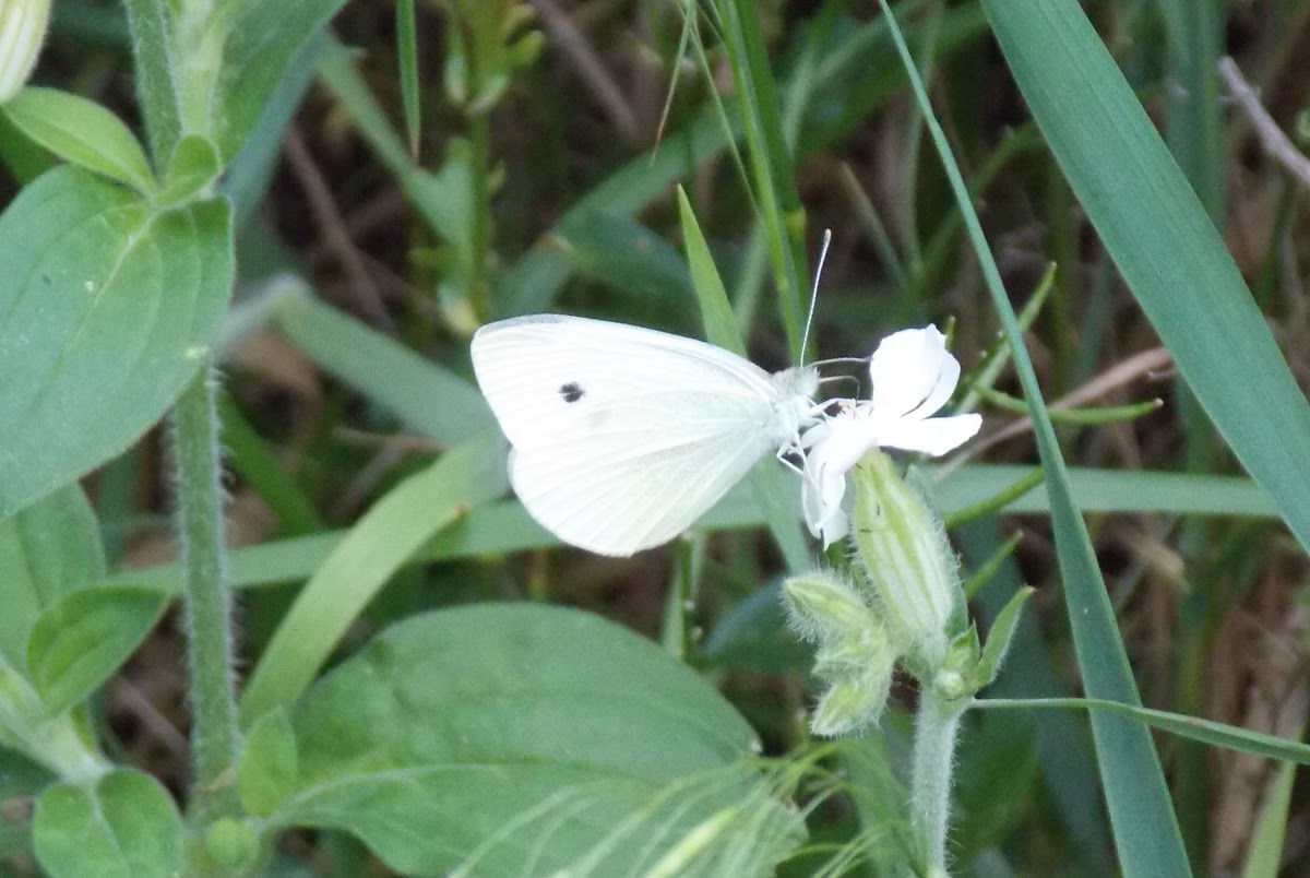 Small White or Cabbage White