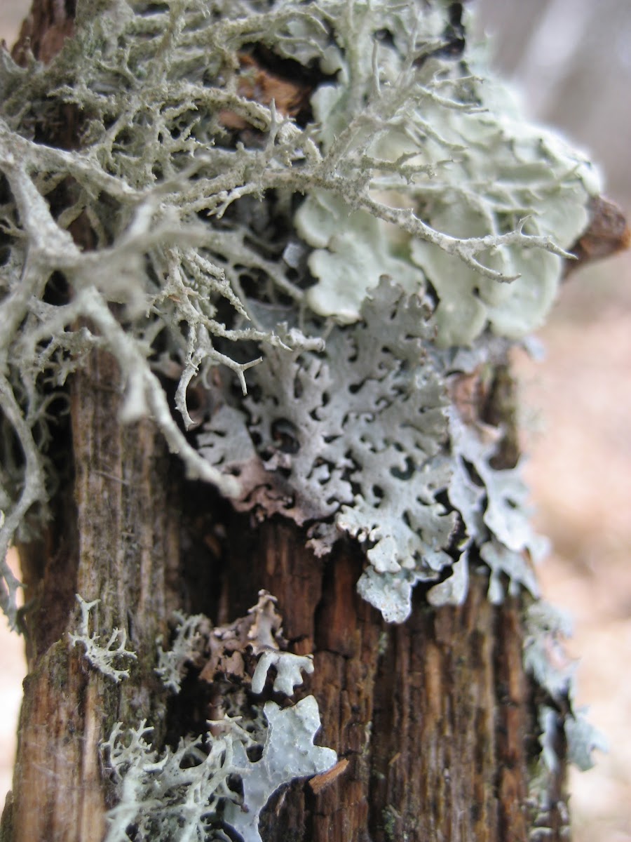Various lichen