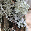 Various lichen