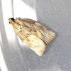 Bell Moth