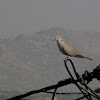 The Eurasian Collared Dove