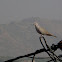 The Eurasian Collared Dove