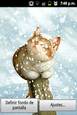 Cat in the snow LW