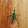 Grass bug