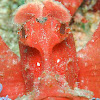 Paddleflap Scorpionfish