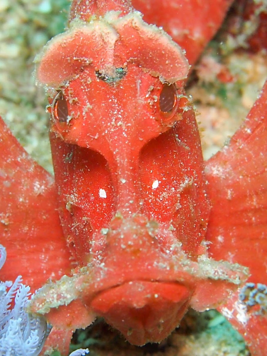 Paddleflap Scorpionfish