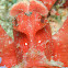 Paddleflap Scorpionfish