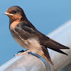 Welcome Swallow ( juvenile )