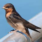Welcome Swallow ( juvenile )