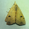 Dead-Wood Borer Moth