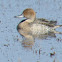 Northern Pintail Duck (female)