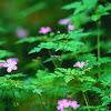 Forest Flowers