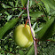 Wild plum- immature fruit