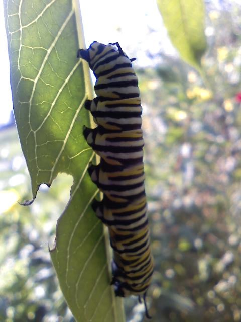 Monarch caterpillar