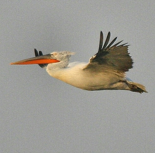 Rosy Pelican