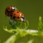 Asian Lady Beetle