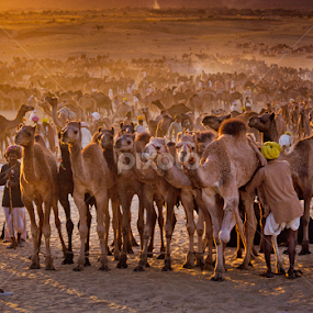 Camel fair by Roberto Nencini - Animals Other