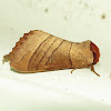 Prominent moth