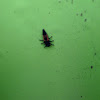 Harlequin Ladybird Beetle Larva