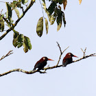 White-Eared Jacamar