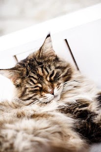 Free Download Cats Images APK for Android