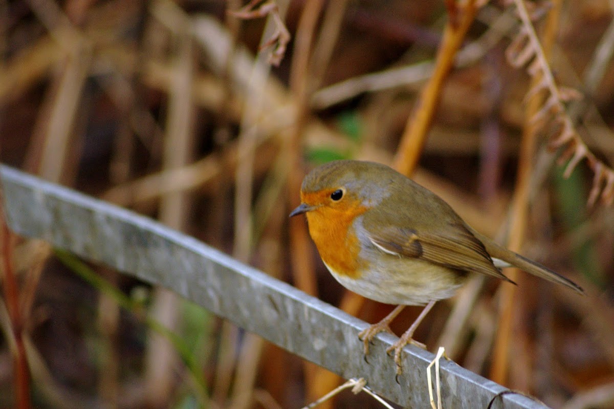 European Robin