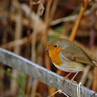 European Robin