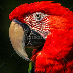Redhead Macaw by Leah N - Animals Birds