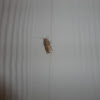 large maple spanworm (moth form)