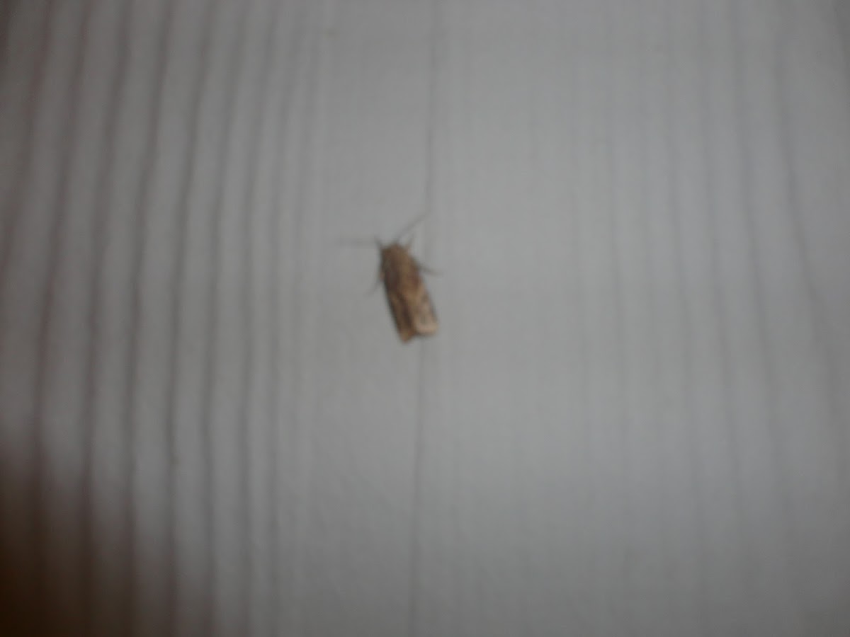 large maple spanworm (moth form)