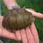 Three-toed Box Turtle