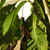 rufous tailed hummingbird