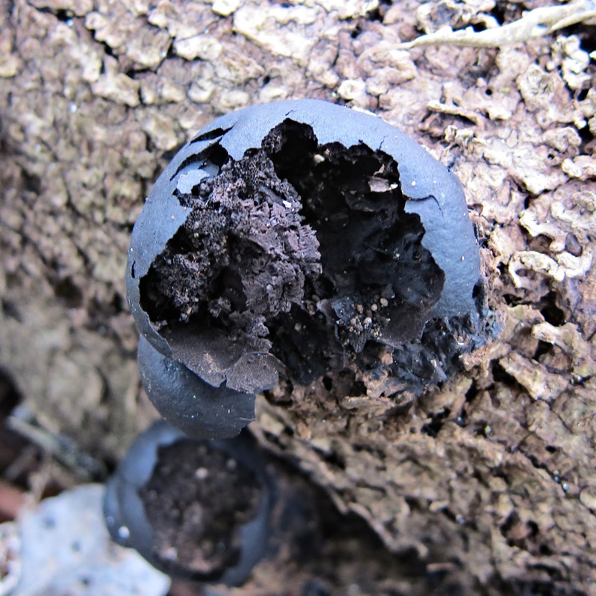 Cramp Ball Fungus