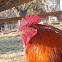 Rhode Island Red, (rooster).
