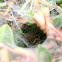 Tunnel web spider