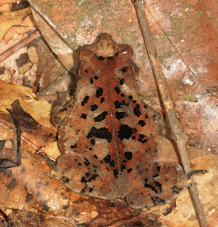 Leaf Litter Toad