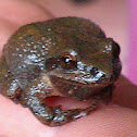 Mountain Chorus Frog