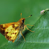 Zabulon Skipper