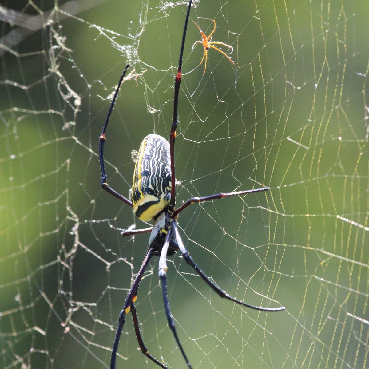 Golden orb-web spider