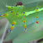 Emperor gum moth (caterpillar)