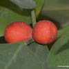 Weeping Fig, Benjamin's Fig, or Ficus tree