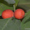 Weeping Fig, Benjamin's Fig, or Ficus tree