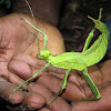 Jungle nymph (Stick insect)