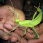 Jungle nymph (Stick insect)