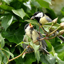 Great Tit