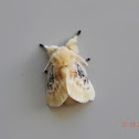 Black Waved Flannel Moth