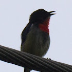 Bornean Flowerpecker